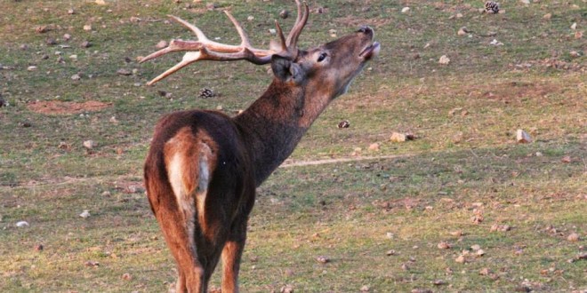 Medio Ambiente otorga 335 permisos de caza en la Sierra Norte de Sevilla
