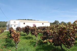 La bodega está situada en la propia viña. Foto La Plaza.