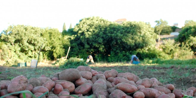 La Despensa del Azahín, un proyecto de agricultura ecológica en la Sierra Morena sevillana