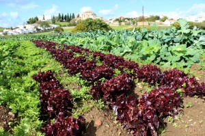 Huerta de la Despensa del Azahín. Foto: Pablo Domínguez