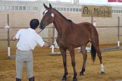 Dos caballos de Cazalla de la Sierra consiguen medalla de oro y plata en la Feria de Jerez