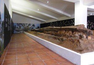 El tronco fósil del Viuar reposa sobre una estructura en el Centro de Visitantes Cortijo El Berrocal. Foto: Parque Natural Sierra Norte de Sevilla. 