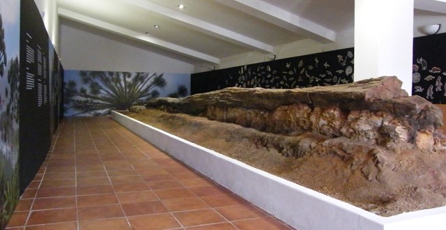 Almadén de la Plata exhibe ya el tronco fósil del Viar con 300 millones de años