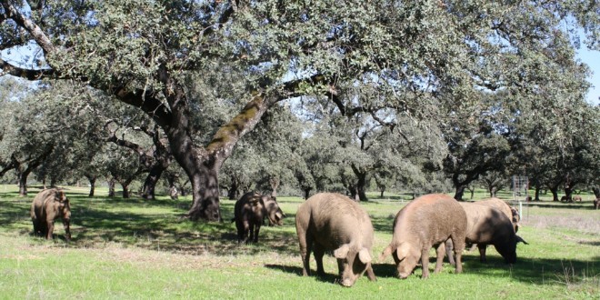 Ganaderos e industriales del cerdo ibérico esperan una buena campaña en la Sierra Norte de Sevilla