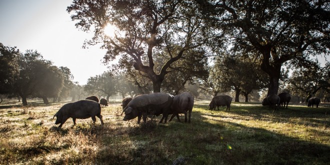 El Real de la Jara celebra su VII Rito Gastronómico de la Matanza del Cerdo Ibérico