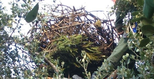 Medio Ambiente reconstruye tres nidos de buitre negro en la Sierra Norte de Sevilla para evitar su caída