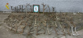 Intervienen en Las Navas de la Concepción una gran cantidad de cuernas de ciervo