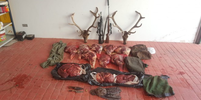 Investigan a tres cazadores furtivos en El Pedroso por matar dos ciervos en época de veda
